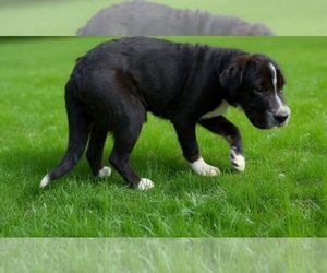 Chinese Shar-Pei-Poodle (Miniature) Mix Puppy for sale in SANFORD, NC, USA
