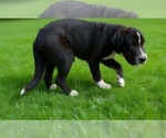 Small Chinese Shar-Pei-Poodle (Miniature) Mix