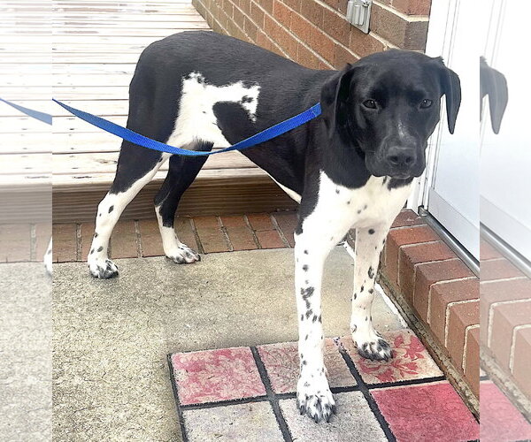 Medium Photo #2 German Shorthaired Pointer Puppy For Sale in Mount Airy, NC, USA
