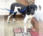 Small #1 German Shorthaired Pointer