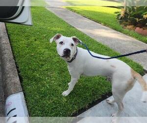 Labrador Retriever-Unknown Mix Dogs for adoption in Houston, TX, USA