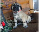 Small #5 Mastiff