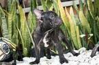 Small Photo #3 French Bulldog Puppy For Sale in CUTLER BAY, FL, USA