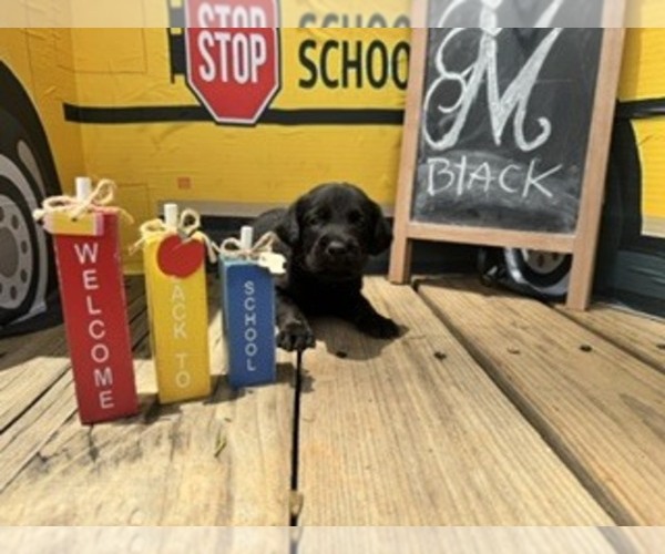 Medium Photo #1 Labrador Retriever Puppy For Sale in MAYSVILLE, GA, USA