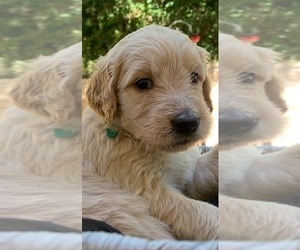 Goldendoodle Puppy for Sale in VALENCIA, California USA