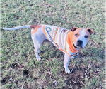 Small #29 American Pit Bull Terrier Mix