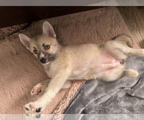 Medium Photo #97 Pomsky Puppy For Sale in LOVELAND, CO, USA