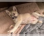 Small #96 Pomsky