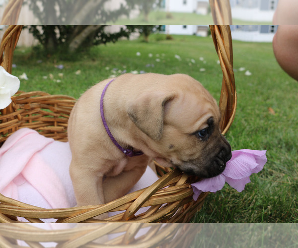 Medium Photo #4 Cane Corso Puppy For Sale in CAMBY, IN, USA