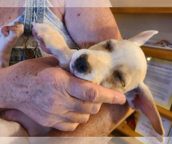 Medium Photo #1 Chihuahua-Unknown Mix Puppy For Sale in Williamsburg, NM, USA