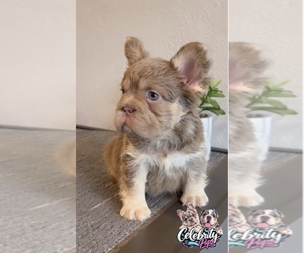 Medium Photo #5 French Bulldog Puppy For Sale in SAN JOSE, CA, USA