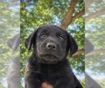 Small Labrador Retriever
