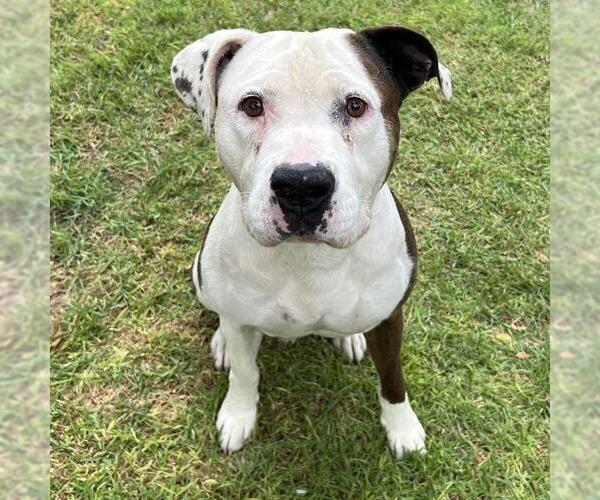 Medium Photo #1 American Pit Bull Terrier Puppy For Sale in Irvine, CA, USA