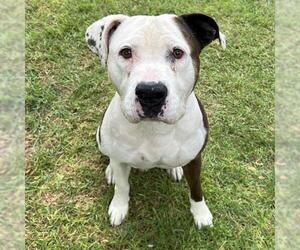 Medium American Pit Bull Terrier