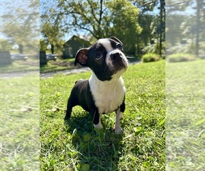 Boston Terrier Puppy for sale in GARFIELD, AR, USA