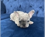 Small Photo #54 French Bulldog Puppy For Sale in MEDINA, WA, USA