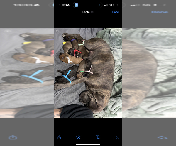 Medium Photo #1 Cane Corso-Mastiff Mix Puppy For Sale in FORT WAYNE, IN, USA