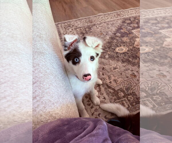 Medium Photo #1 Border Collie-Unknown Mix Puppy For Sale in Germantown, OH, USA