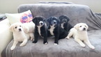Puppy 5 Labrador Retriever-Unknown Mix