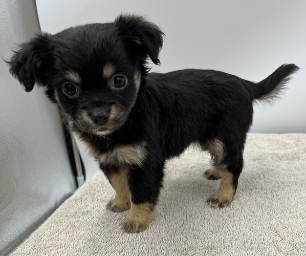 Medium Photo #5 Chorkie Puppy For Sale in SAINT AUGUSTINE, FL, USA