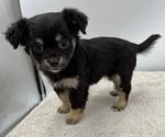 Small Photo #5 Chorkie Puppy For Sale in SAINT AUGUSTINE, FL, USA