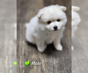 Miniature American Eskimo Puppy for sale in RUDOLPH, WI, USA