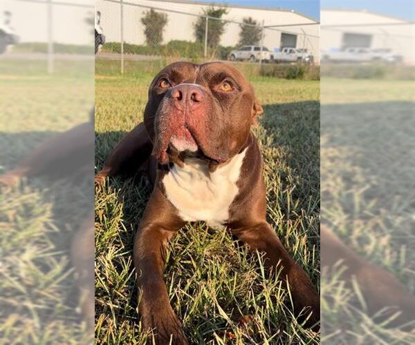 Medium Photo #2 Staffordshire Bull Terrier Puppy For Sale in Rosenberg, TX, USA