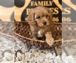 Small #1 Cavapoo