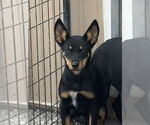Small #1 Australian Kelpie-Labrador Retriever Mix