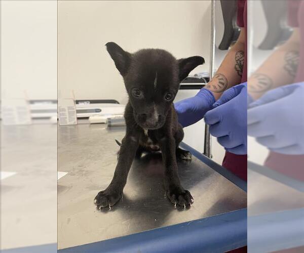 Medium Photo #2 German Shepherd Dog-Unknown Mix Puppy For Sale in Houston, TX, USA