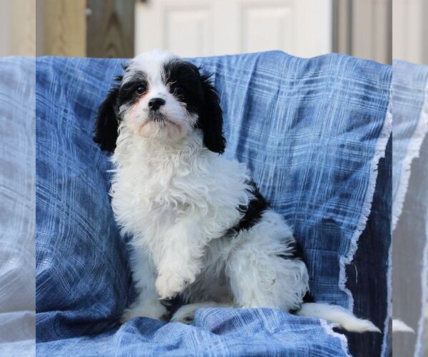 Medium Photo #1 Cavapoo Puppy For Sale in DRY RUN, PA, USA