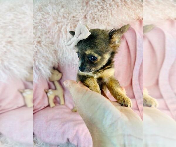 Medium Photo #9 Chihuahua Puppy For Sale in WINTER PARK, FL, USA