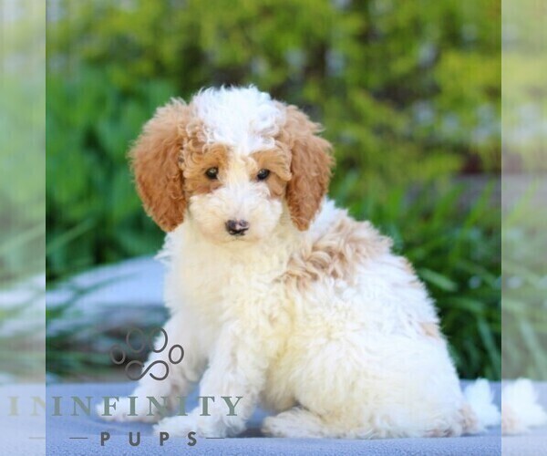 Medium Photo #4 Poodle (Miniature) Puppy For Sale in LITITZ, PA, USA