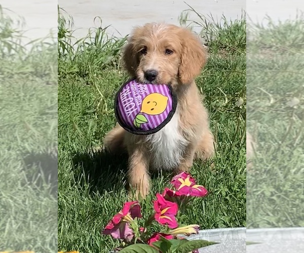 Medium Photo #1 English Cream Golden Retriever-Poodle (Standard) Mix Puppy For Sale in DEARBORN, MO, USA