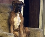 Small Photo #1 Boxer Puppy For Sale in CULVER, IN, USA