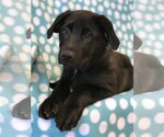 Small Photo #10 Shepweiller Puppy For Sale in Corona, CA, USA