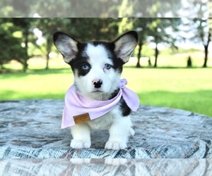 Medium Pembroke Welsh Corgi