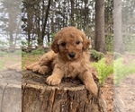Puppy Beatrice Poodle (Miniature)