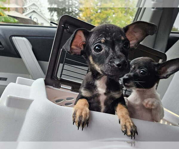 Medium Photo #4 Chihuahua Puppy For Sale in San Leon, TX, USA