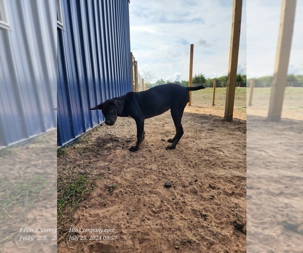 Medium Photo #4 Catahoula Leopard Dog Puppy For Sale in CUMBY, TX, USA