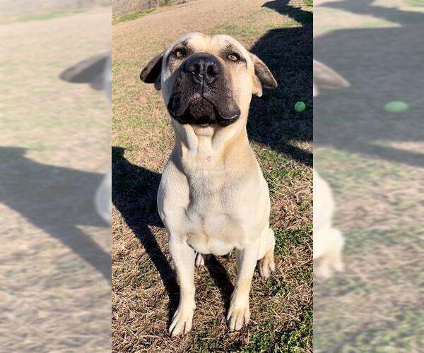 Medium Photo #1 Black Mouth Cur Puppy For Sale in Rosenberg, TX, USA