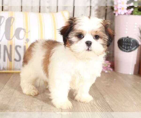 Medium Photo #2 Shih Tzu Puppy For Sale in MOUNT VERNON, OH, USA