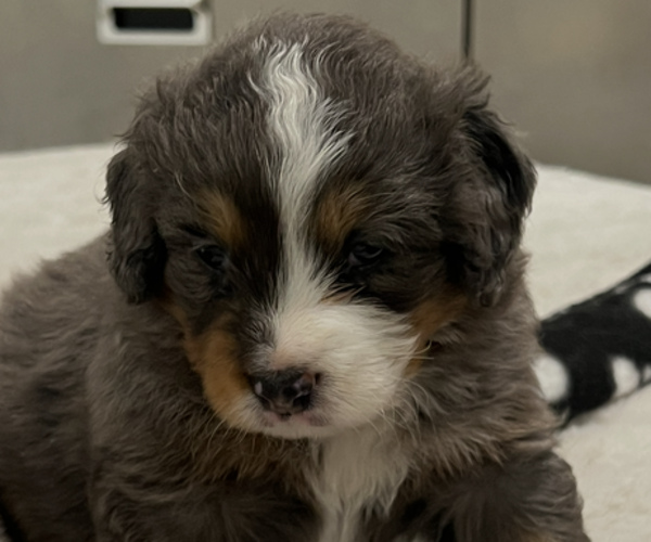 Medium Photo #2 Bernedoodle (Miniature) Puppy For Sale in SALUDA, SC, USA