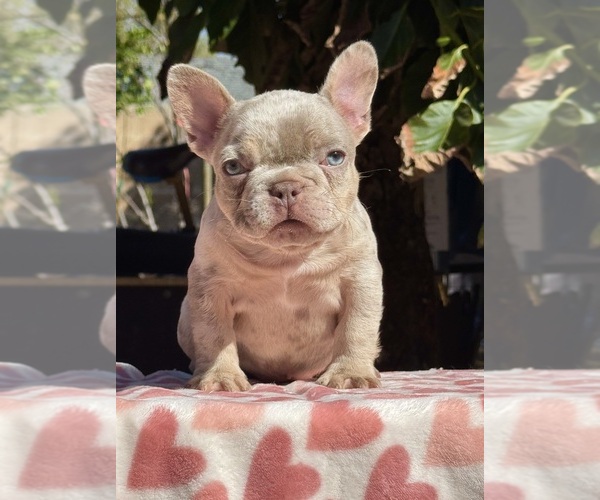 Medium Photo #1 French Bulldog Puppy For Sale in SAN FERNANDO, CA, USA
