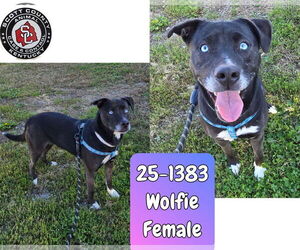 Labrador Retriever-Siberian Husky Mix Dogs for adoption in Georgetown, KY, USA