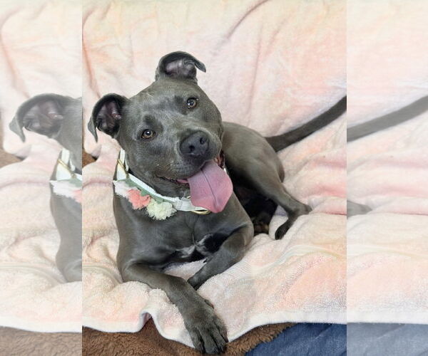 Medium Photo #2 American Pit Bull Terrier-Unknown Mix Puppy For Sale in Rockaway, NJ, USA