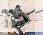 Small #1 American Pit Bull Terrier Mix