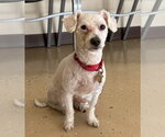 Small #1 Poodle (Miniature)