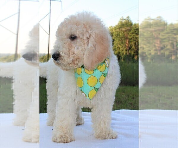 Medium Photo #15 Goldendoodle Puppy For Sale in TIMBERLAKE, NC, USA
