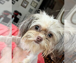 Chi-Poo (Toy) Dogs for adoption in Germantown, OH, USA